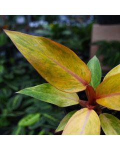 Philodendron Erubescens 'Orange Marmalade'