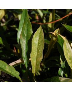 Philodendron 'Ring of Fire'