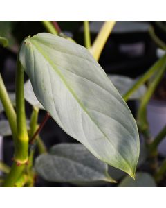 Philodendron Hastatum 'Grey'