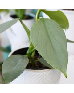 Philodendron Hastatum 'Silver Sword'