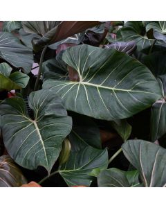 Philodendron Gloriosum 'Summer Glory'