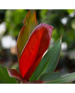 Philodendron Selloum 'Sun Red'