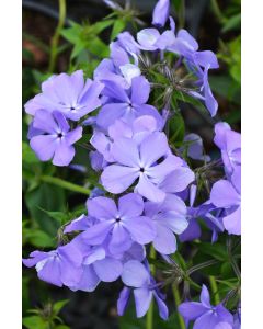 Phlox, Woodland 'Blue'