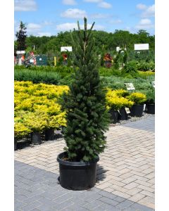 Picea, Norway Spruce 'Cupressina'