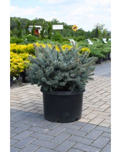 Picea, Colorado Spruce 'Globe Blue'