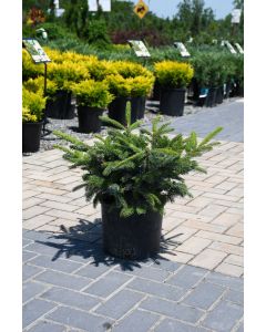 Picea, Tigertail Spruce 'Howell’s Dwarf'