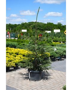 Picea, Norway Spruce