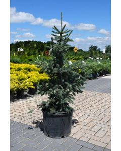 Picea, Norway Spruce 'Paul’s Select'