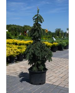 Picea, Norway Spruce 'Weeping'