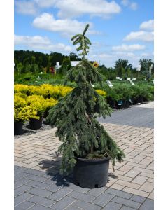 Picea, White Spruce 'Weeping'