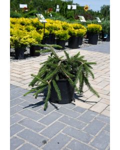 Picea, Norway Spruce 'Wells Emerald Creeper'