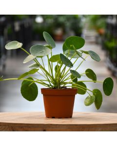 Pilea Peperomioides 'Chinese Money Plant'