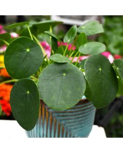 Pilea Peperomioides 'Chinese Money Plant'