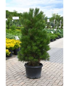 Pinus, Austrian Pine