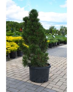 Pinus, Mountain Pine 'Columnar'