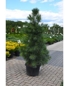 Pinus, Eastern White Pine 'Columnar'