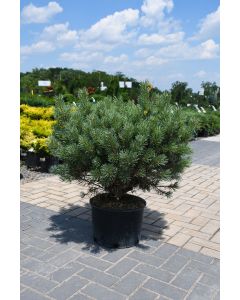 Pinus, Scotch Pine 'Dwarf Blue'