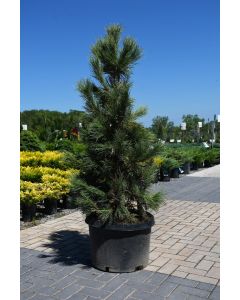 Pinus, Swiss Stone Pine 'Dwarf Blue' (Large)