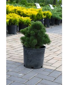 Pinus, Mountain Pine 'Honey Bun'