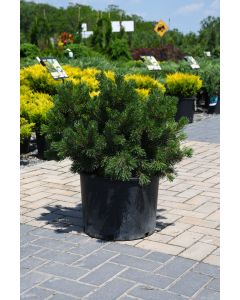 Pinus, Mountain Pine 'Lakeview'