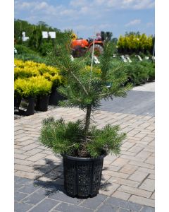 Pinus, Scotch Pine