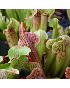 Sarracenia 'Pitcher Plants'