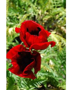 Papaver, Oriental Poppy 'Brilliant'