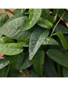 Epipremnum Pinnatum, Pothos 'Cebu Blue'