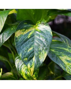 Epipremnum Aureum, Pothos 'Hawaiian'