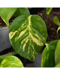 Epipremnum Aureum, Pothos 'Hawaiian'