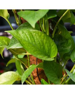 Epipremnum Aureum, Pothos 'Jade'