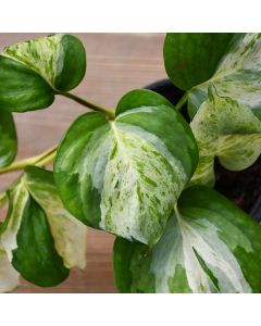 Epipremnum Aureum, Pothos 'Manjula'