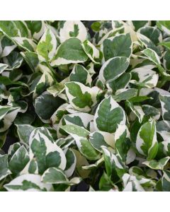 Epipremnum Aureum, Pothos 'N'Joy'