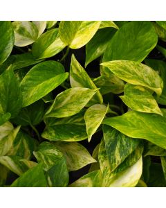 Epipremnum Aureum, Pothos 'Neon Queen'