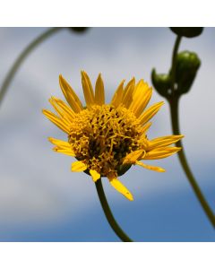 Silphium, Prairie Dock 'Minnesota Native'