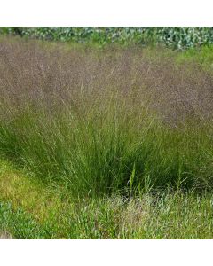 Sporobolus, Prairie Dropseed 'Minnesota Native'