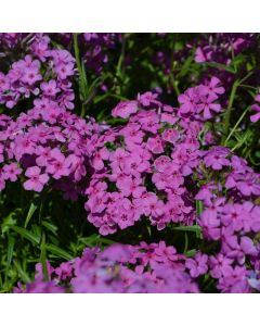 Phlox, Prairie Phlox 'Minnesota Native'