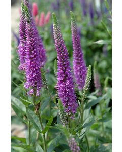 Veronica, Spiked Speedwell 'Purpleicious'