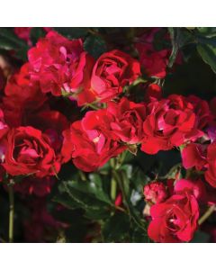 Rosa, Shrub Rose 'Red Drift®'