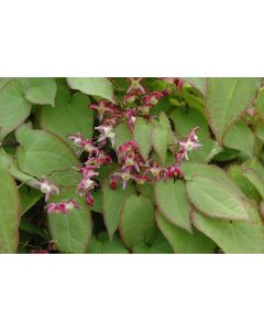 Epimedium, Red Barrenwort