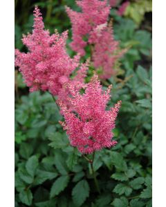 Astilbe, Japanese Astilbe 'Rheinland'