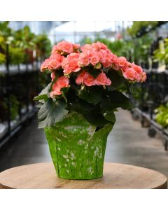 Begonia Reiger, Assorted