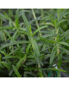 Rosmarinus, Upright Rosemary