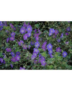 Geranium, Cranesbill 'Rozanne'