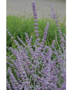 Perovskia, Russian Sage