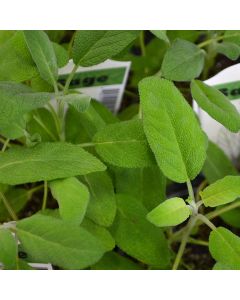 Salvia, Common Sage