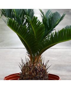 Cycas Revoluta 'Sago Palm'