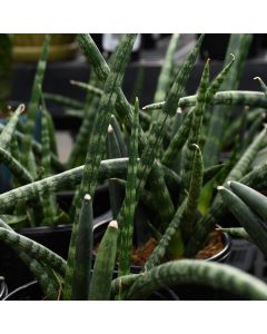 Sansevieria Cylindrica 