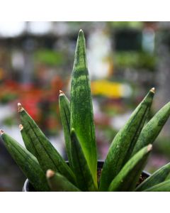 Sansevieria Boncellensis 'Hedgehog'