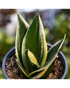 Sansevieria Trifasciata, Dwarf Snake Plant 'Hahnii Jade Pagoda'